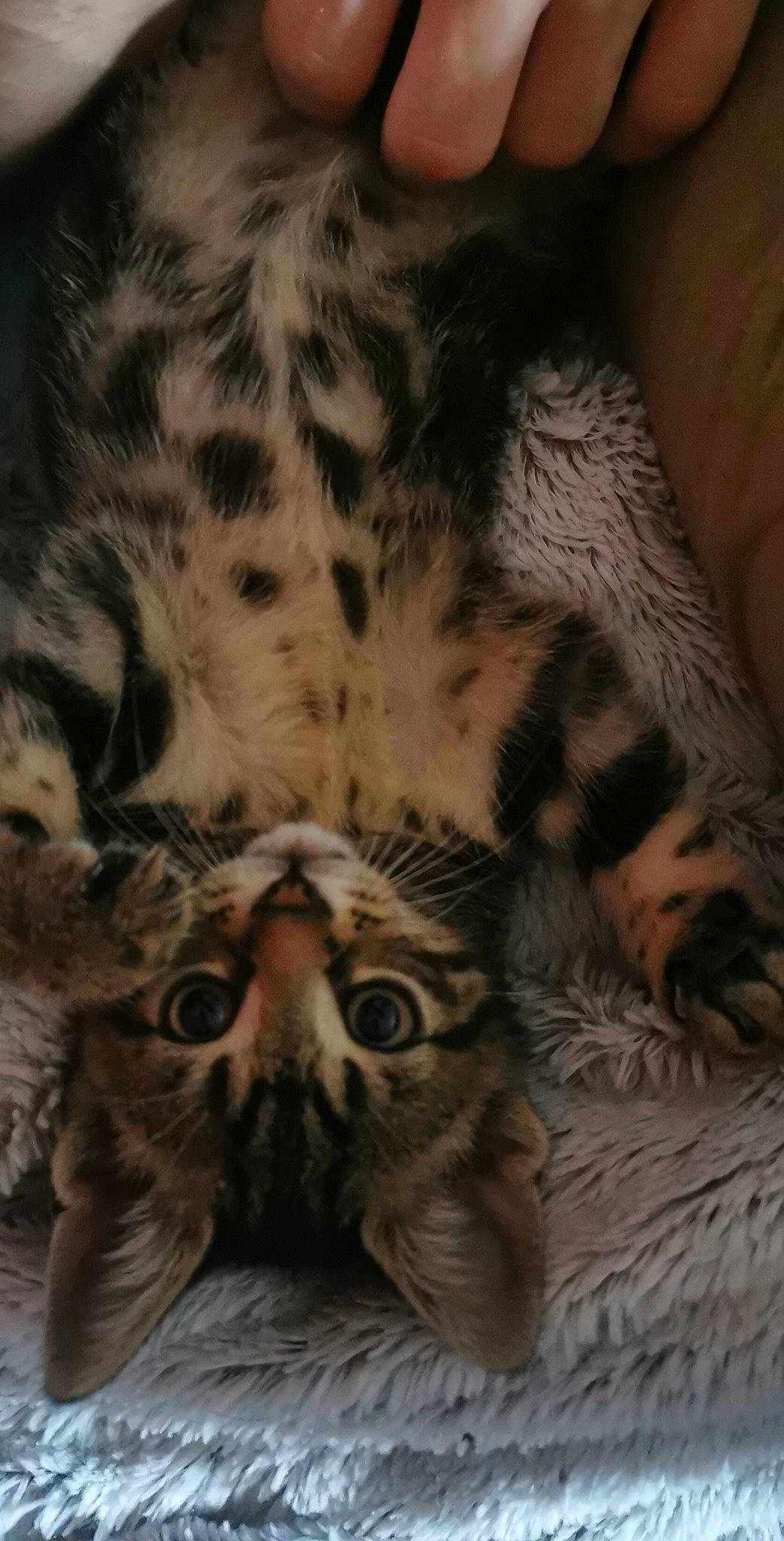 Oreo a rejoint le concours — aidez-le/la à gagner de superbes lots ! bengal_tiger, big_cats, carnivore, cat, comfort, domestic_short_haired_cat, eye, fawn, felidae, fur, pattern, paw, siberian_tiger, sleep, small_to_medium_sized_cats, snout, tail, terrestrial_animal, whiskers, wildlife