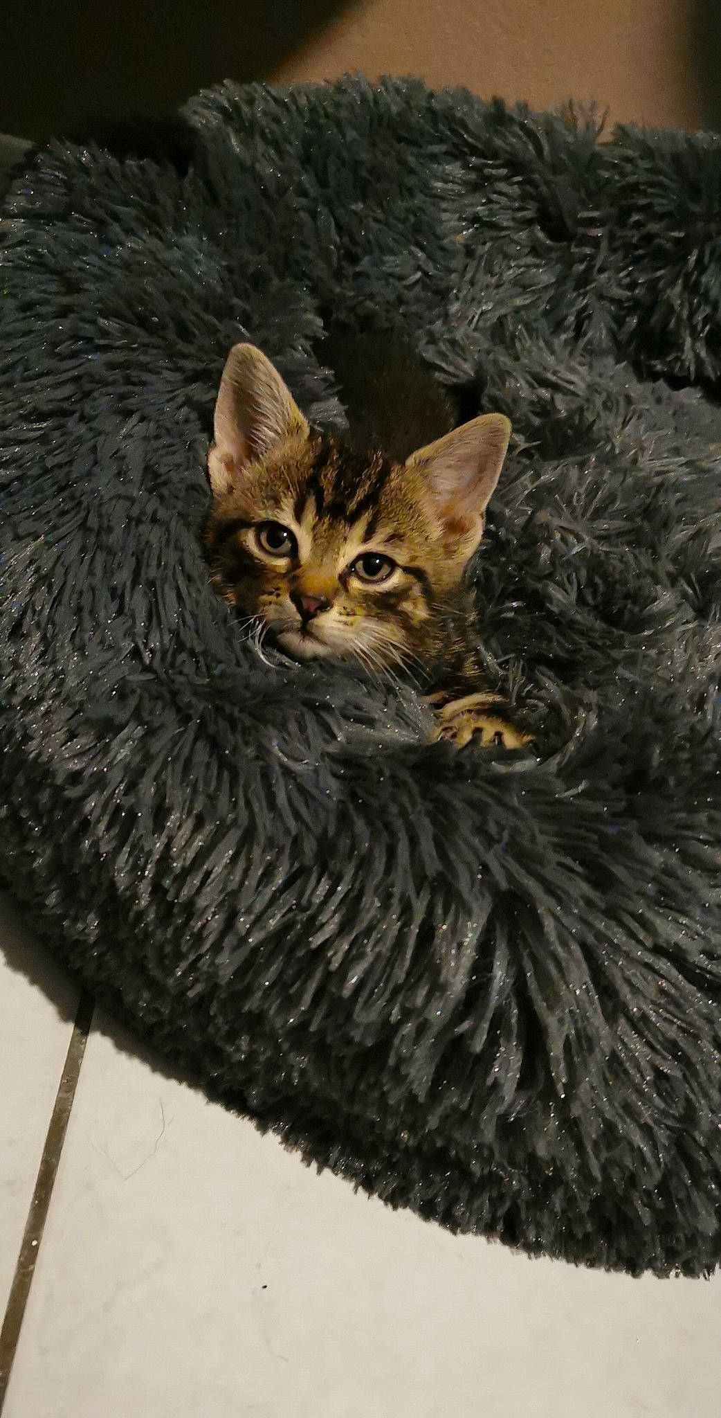 Oreo a rejoint le concours — aidez-le/la à gagner de superbes lots ! art, bobcat, carnivore, cat, claw, domestic_short_haired_cat, felidae, fur, lynx, small_to_medium_sized_cats, snout, tail, terrestrial_animal, tree, whiskers, wildlife