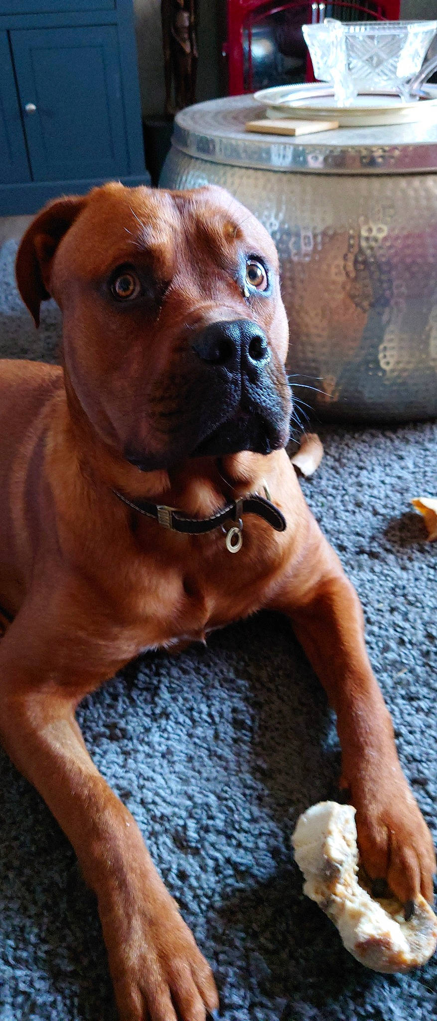 Harley is registered to the contest to win money with this photo: canidae, carnivore, collar, companion_dog, dog, dog_breed, dog_collar, dog_supply, fawn, fur, guard_dog, liver, molosser, non_sporting_group, pet_supply, terrestrial_animal, whiskers, working_animal, working_dog, wrinkle