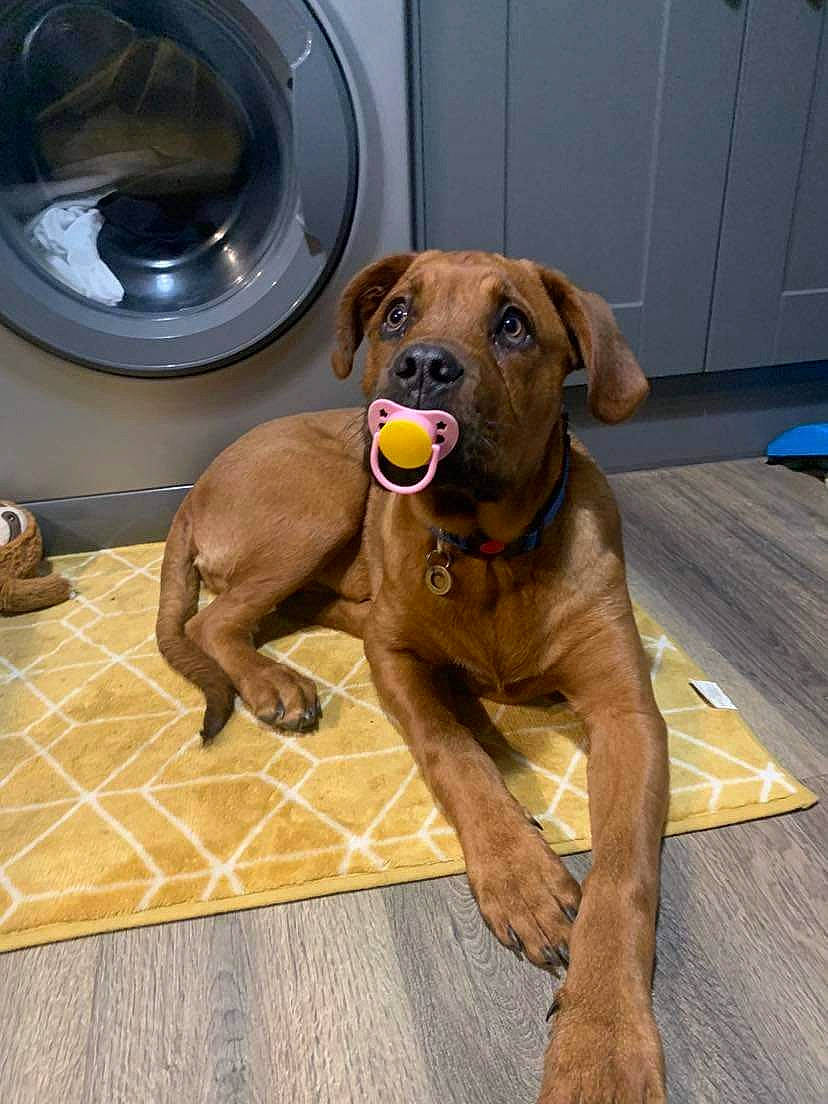 Harley joined the competition — help win amazing prizes! ball, canidae, carnivore, clothes_dryer, collar, companion_dog, dog, dog_breed, dog_collar, dog_supply, fawn, flooring, laundry_room, liver, pet_supply, snout, sporting_group, tail, washing_machine, working_animal