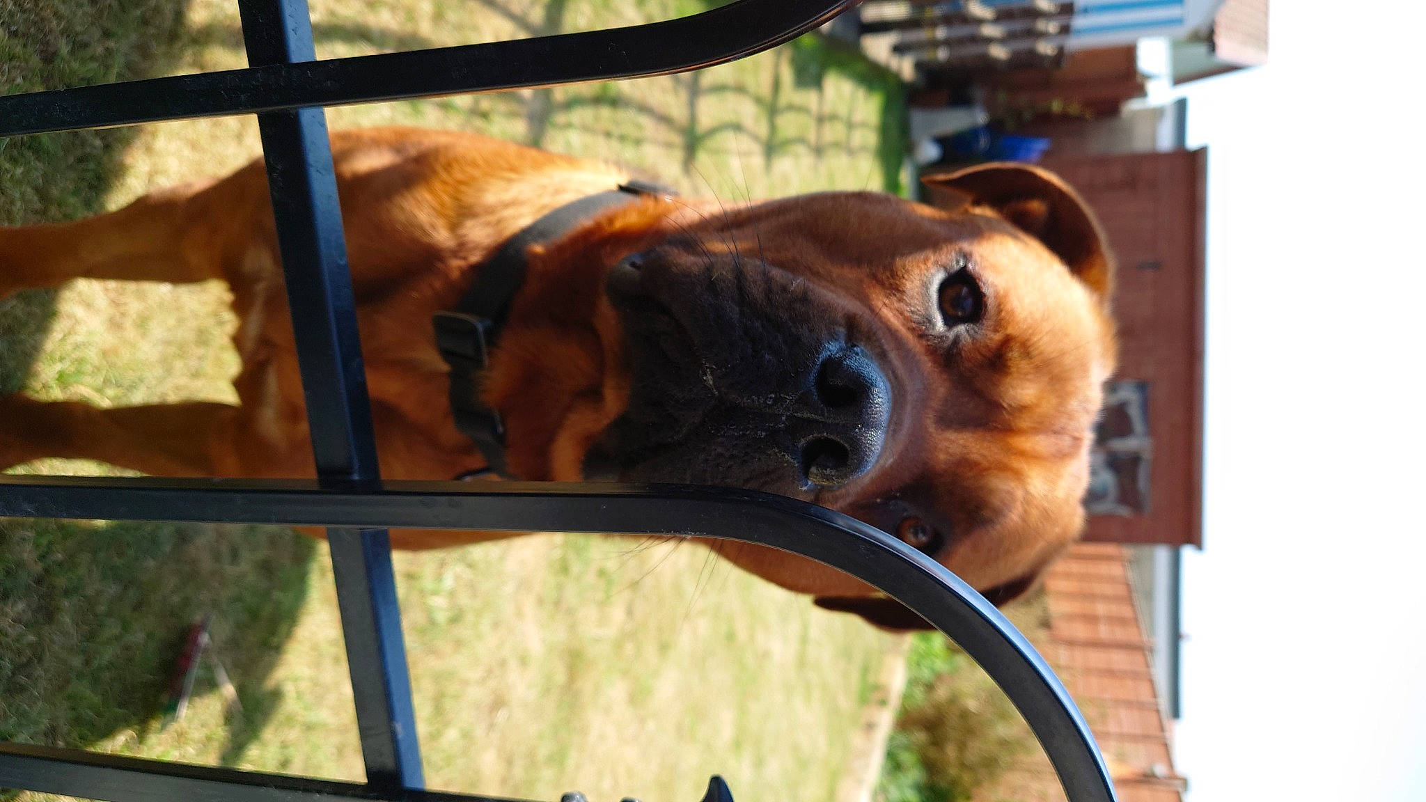 Harley is registered to the contest to win money with this photo: animal_shelter, canidae, carnivore, collar, companion_dog, dog, dog_breed, dog_collar, dog_supply, fawn, fence, liver, mammal, metal, pet_supply, snout, sporting_group, terrestrial_animal, whiskers, working_animal