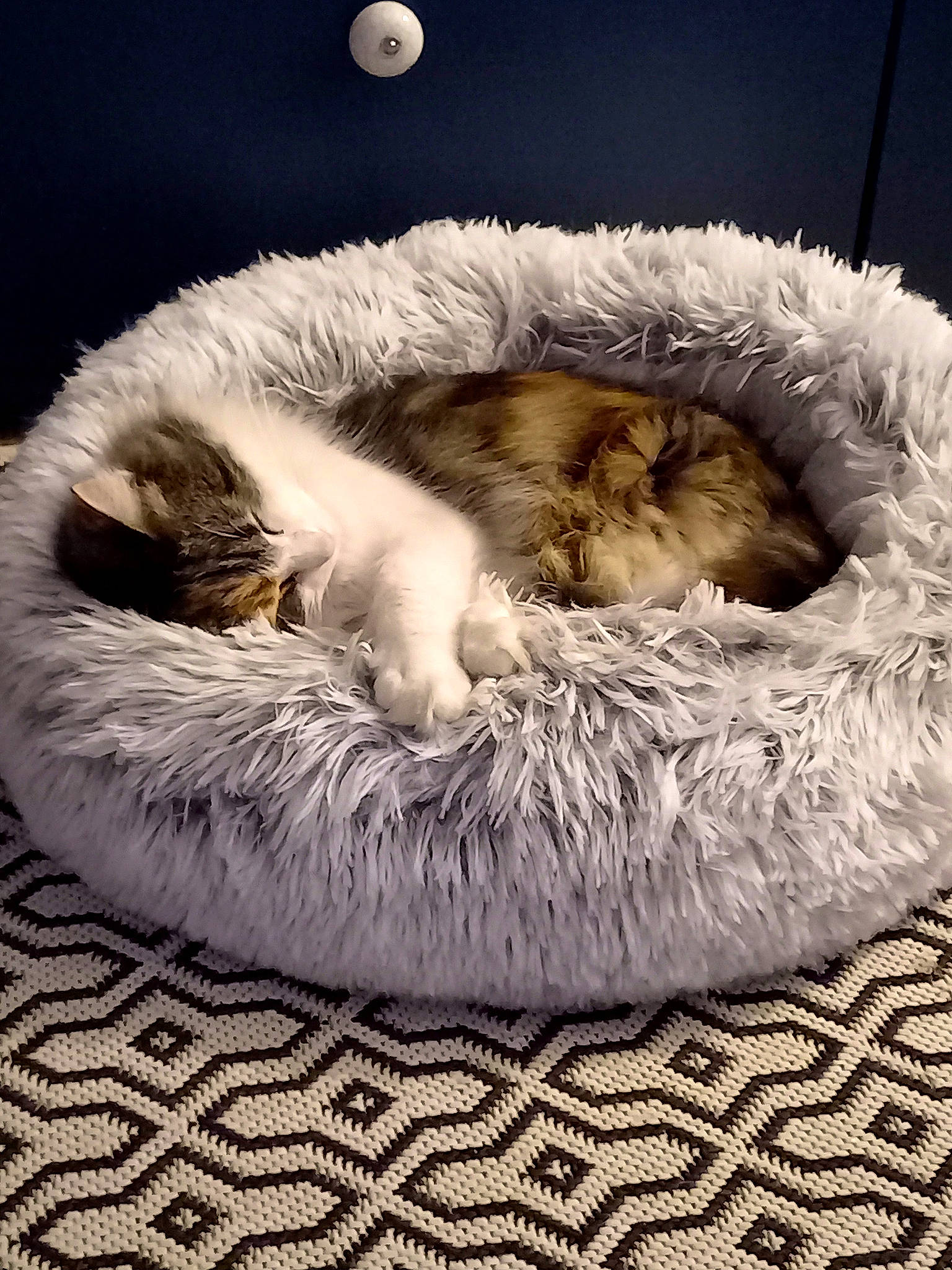 Juanita participe au concours pour gagner de l'argent avec cette photo : canidae, carnivore, cat_bed, cat_supply, comfort, companion_dog, dog_bed, dog_breed, felidae, fur, nap, paw, sleep, small_to_medium_sized_cats, snout, sporting_group, tail, terrestrial_animal, whiskers, wildlife