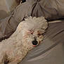 Yeti joined the competition — help win amazing prizes! dog, sleeping, white_fur, fluffy, indoors, pillow, bed, resting, cute, tongue_out, pet, cozy, relaxed, fur, animal, close_up, home, soft, laying, calm