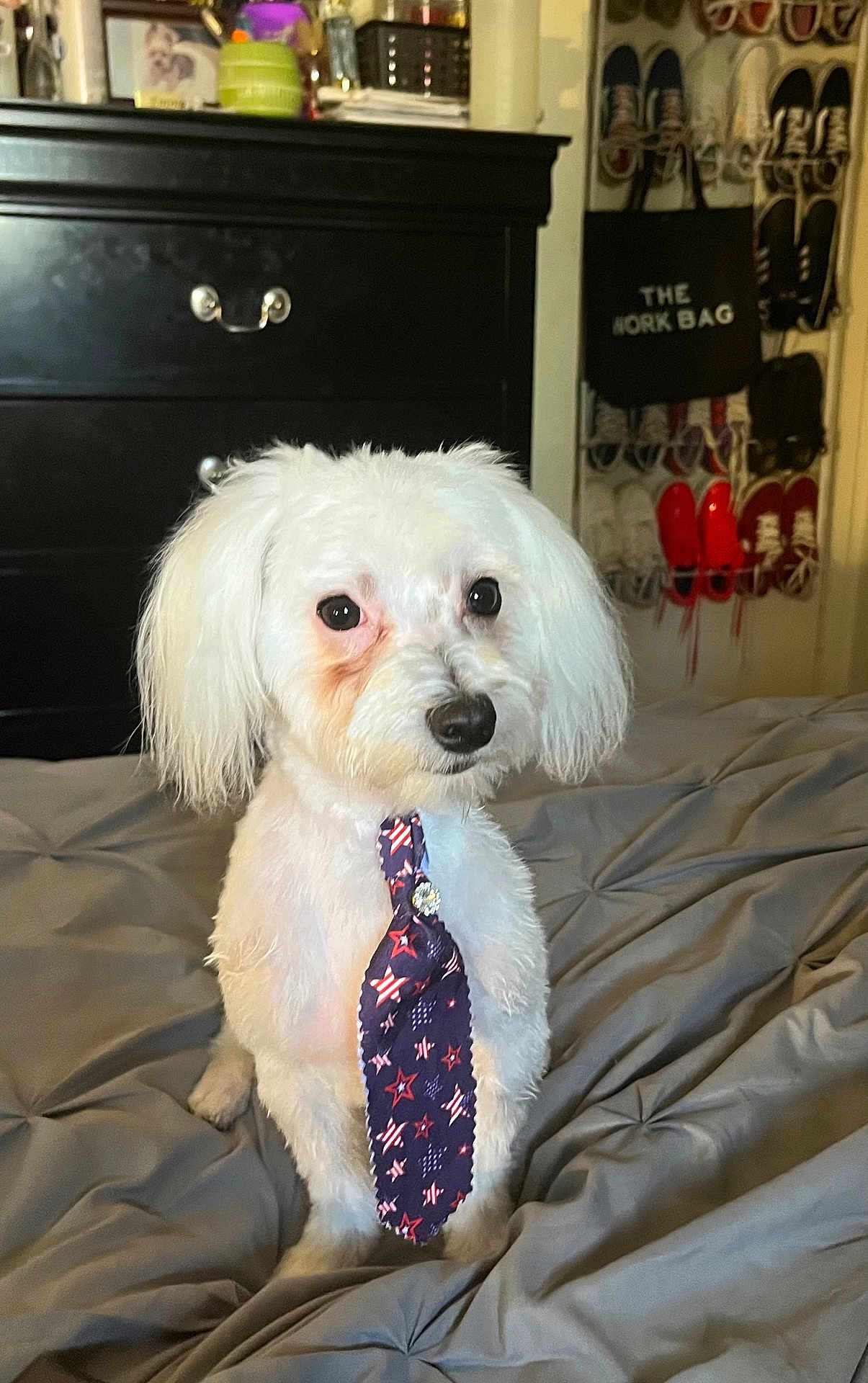 Yeti is registered to the contest to win money with this photo: dog, white_dog, tie, bed, bedspread, furniture, dresser, shoes, bag, indoor, pet, fur, cute, sitting, portrait, canine, domestic_animal, home, resting, accessory
