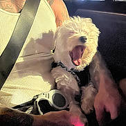 Yeti is registered to the contest to win money with this photo: dog, white_dog, yawning, pet, person, tattoo, tank_top, seatbelt, car_interior, window, daylight, hand, leash, fur, closeup, sitting, animal, companion, domestic_animal, resting