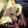 dog, white_dog, yawning, pet, person, tattoo, tank_top, seatbelt, car_interior, window, daylight, hand, leash, fur, closeup, sitting, animal, companion, domestic_animal, resting
