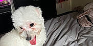 Yeti is registered to the contest to win money with this photo: dog, white_dog, bed, indoor, tongue_out, fluffy, pet, furniture, dresser, shoes, blanket, cute, playful, small_dog, animal, fur, domestic, room, cozy, lying