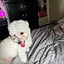 dog, white_dog, bed, indoor, tongue_out, fluffy, pet, furniture, dresser, shoes, blanket, cute, playful, small_dog, animal, fur, domestic, room, cozy, lying