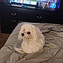 Yeti joined the competition — help win amazing prizes! dog, bed, blanket, furniture, indoor, pet, white, fluffy, dresser, television, screen, carpet, room, comfort, resting, animal, canine, curled_up, domestic, relaxation