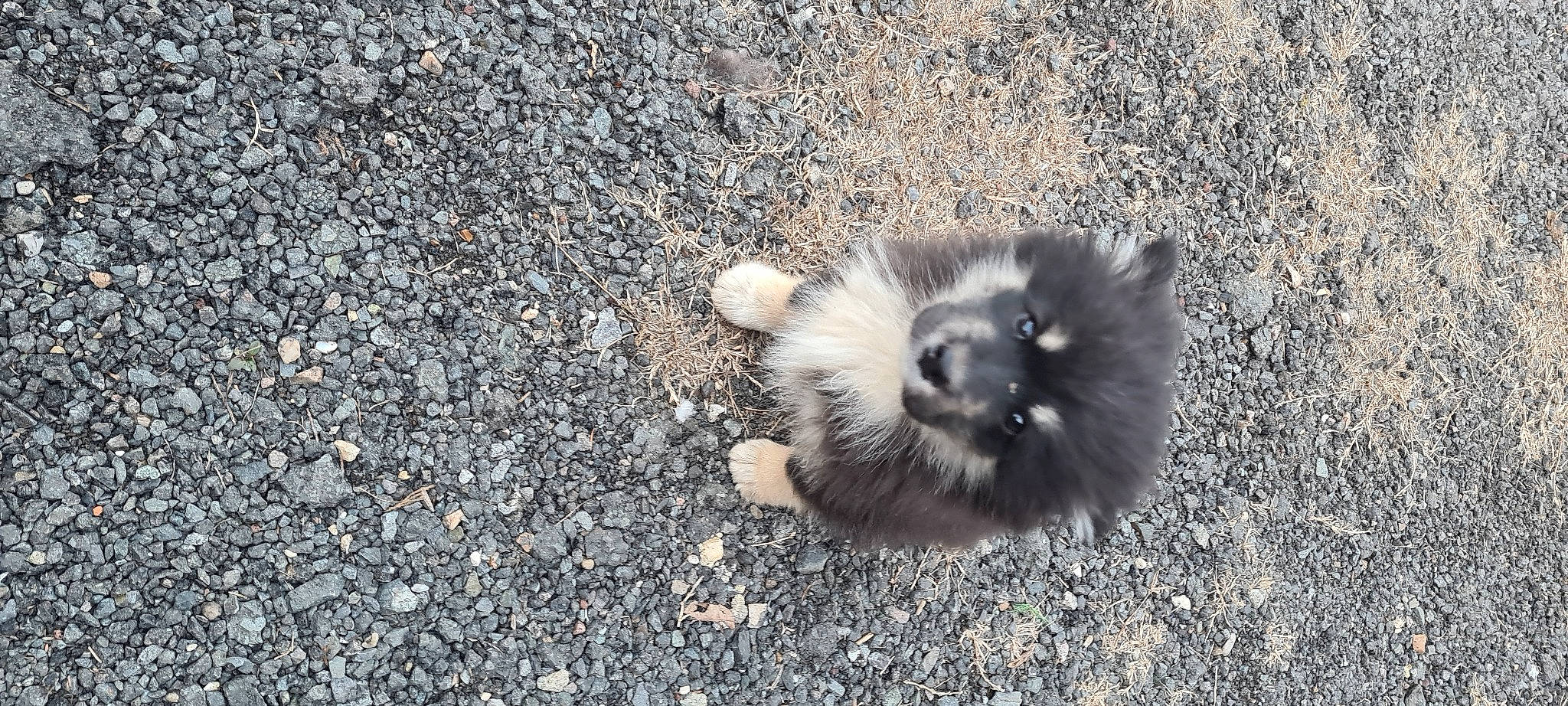 Kaïla participe au concours pour gagner de l'argent avec cette photo : asphalt, carnivore, companion_dog, dog, dog_breed, fawn, fur, german_spitz, german_spitz_klein, german_spitz_mittel, grass, non_sporting_group, road_surface, shadow, soil, tail, tar, terrestrial_animal, whiskers, wildlife