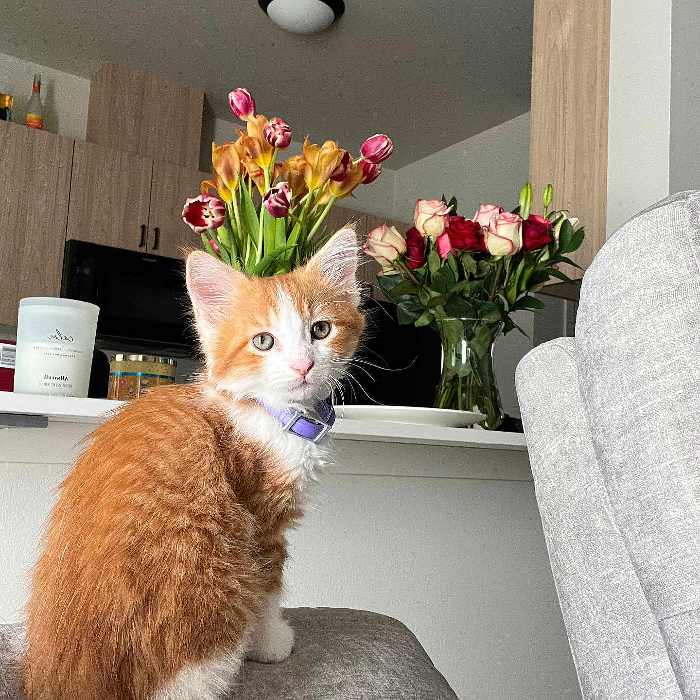 Oliver joined the competition — help win amazing prizes! bouquet, cat, couch, curious, decor, domestic, feline, flowers, gray_couch, houseplant, indoor, kitchen, kitten, orange_and_white, pet, purple_collar, roses, sitting, tulips, vase