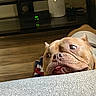Kato joined the competition — help win amazing prizes! dog, bulldog, pet, indoor, couch, furniture, wood_floor, closeup, funny_face, tongue_out, brown_dog, wide_eyes, looking_up, home, resting, animal, cute, companion, dog_face, canine