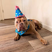 Kato is registered to the contest to win money with this photo: dog, brown_dog, party_hat, bandana, indoor, wooden_floor, pet, animal, celebration, costume, cute, canine, looking_at_camera, laying_down, flooring, domestic_animal, portrait, one_animal, home, funny