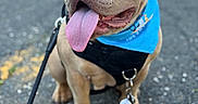 Kato joined the competition — help win amazing prizes! dog, canine, pet, outdoor, leash, harness, bandana, tongue_out, happy, sitting, pavement, closeup, ears_cropped, brown_fur, daylight, animal, companion, portrait, cute, friendly