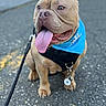 dog, canine, pet, outdoor, leash, harness, bandana, tongue_out, happy, sitting, pavement, closeup, ears_cropped, brown_fur, daylight, animal, companion, portrait, cute, friendly