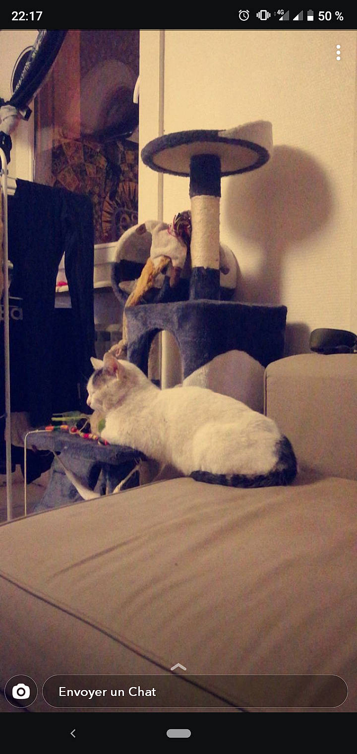 Weedo participe au concours pour gagner de l'argent avec cette photo : burmilla, carnivore, cat, colorpoint_shorthair, felidae, room, small_to_medium_sized_cats, tail, turkish_van, whiskers