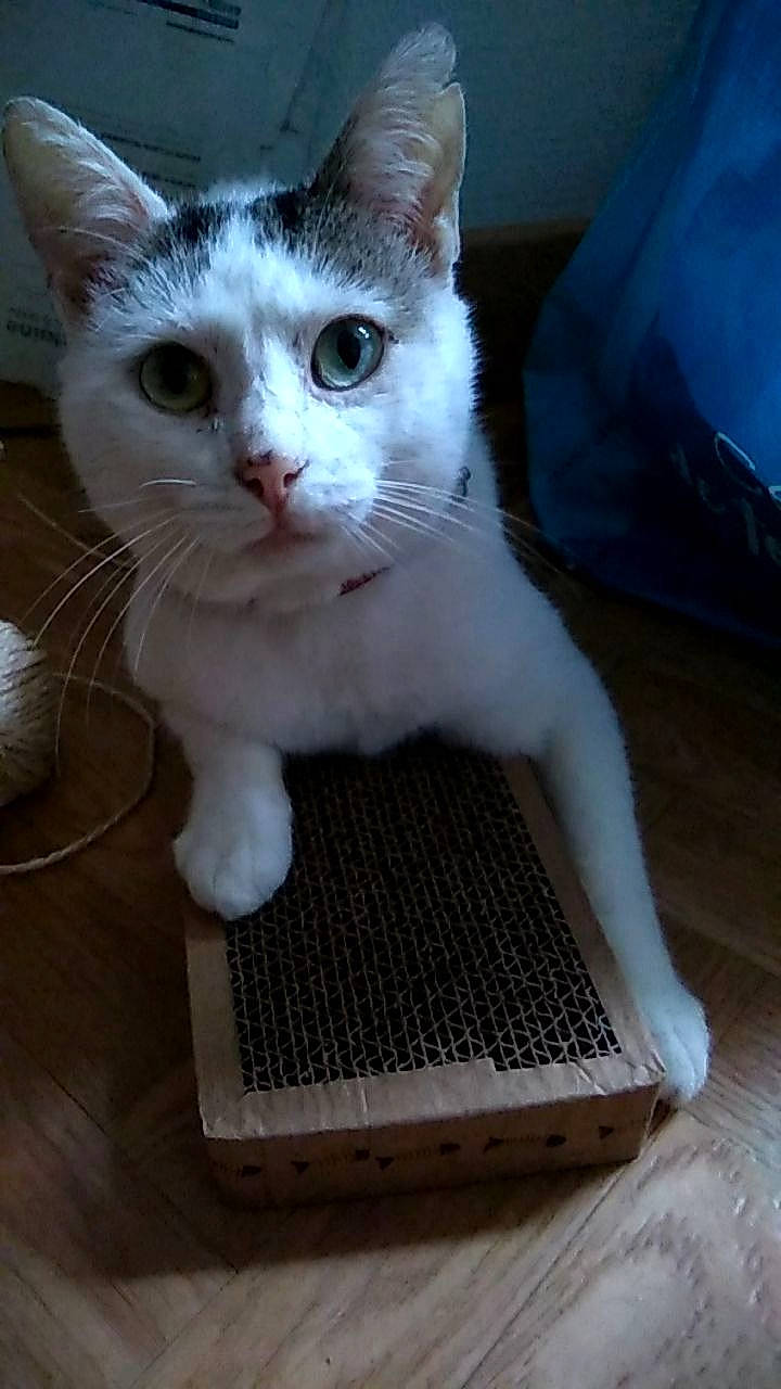 Weedo participe au concours pour gagner de l'argent avec cette photo : aegean_cat, american_wirehair, arabian_mau, asian, burmilla, carnivore, cat, domestic_short_haired_cat, european_shorthair, eye, felidae, khao_manee, kitten, mammal, ojos_azules, polydactyl_cat, small_to_medium_sized_cats, turkish_angora, turkish_van, whiskers