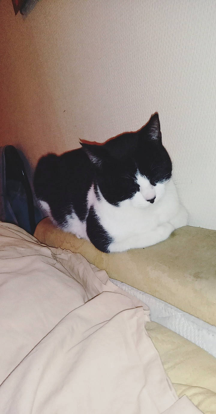 Shadow participe au concours pour gagner de l'argent avec cette photo : carnivore, cat, domestic_short_haired_cat, felidae, fur, furniture, polydactyl_cat, room, small_to_medium_sized_cats, tail, whiskers