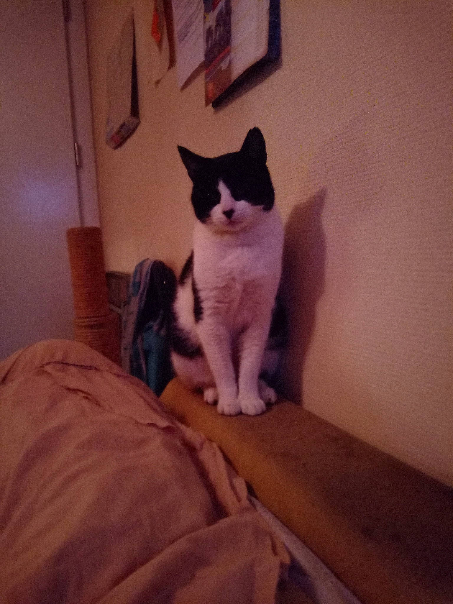 Shadow a rejoint le concours — aidez-le/la à gagner de superbes lots ! aegean_cat, carnivore, cat, domestic_short_haired_cat, european_shorthair, felidae, fur, kitten, ojos_azules, polydactyl_cat, room, small_to_medium_sized_cats, snowshoe, tail, whiskers, wood