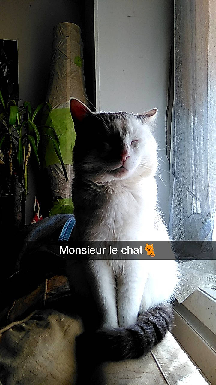 Smouki a rejoint le concours — aidez-le/la à gagner de superbes lots ! asian, black_and_white, black_cat, carnivore, cat, domestic_short_haired_cat, european_shorthair, eye, felidae, fur, nose, ojos_azules, photo_caption, ragdoll, small_to_medium_sized_cats, tail, turkish_angora, whiskers, window