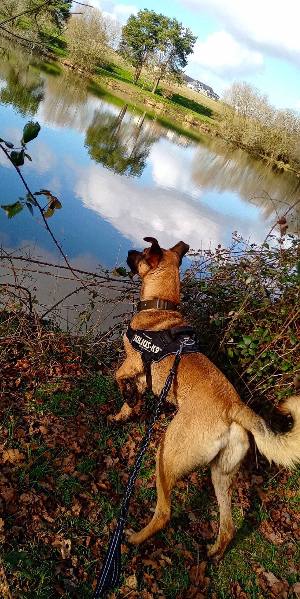 Vadrouille participe au concours pour gagner de l'argent avec cette photo : canidae, carnivore, dog, dog_breed, dog_walking, fawn, leash, mammal, plant, snout, vertebrate, wildlife