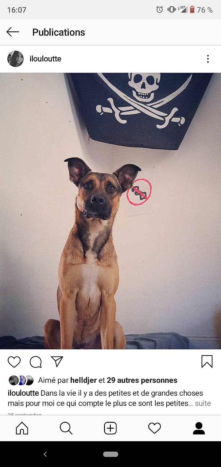 Vadrouille a rejoint le concours — aidez-le/la à gagner de superbes lots ! black_mouth_cur, canidae, carnivore, dog, dog_breed, fawn, photo_caption, photography, puppy, snout, street_dog