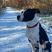 Aika a rejoint le concours — aidez-le/la à gagner de superbes lots ! alert, animal, black_and_white, canine, dog, forest, nature, outdoors, path, pet, portrait, red_collar, shadows, short_fur, sitting, snow, sunlight, trail, winter, woodland