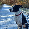 alert, animal, black_and_white, canine, dog, forest, nature, outdoors, path, pet, portrait, red_collar, shadows, short_fur, sitting, snow, sunlight, trail, winter, woodland