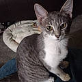 Gina O.