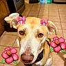 dog, pet, animal, close_up, face, ears, eyes, nose, floor, tile, kitchen, bowl, appliance, background, pink_bow, flower_sticker, cute, indoor, portrait, looking
