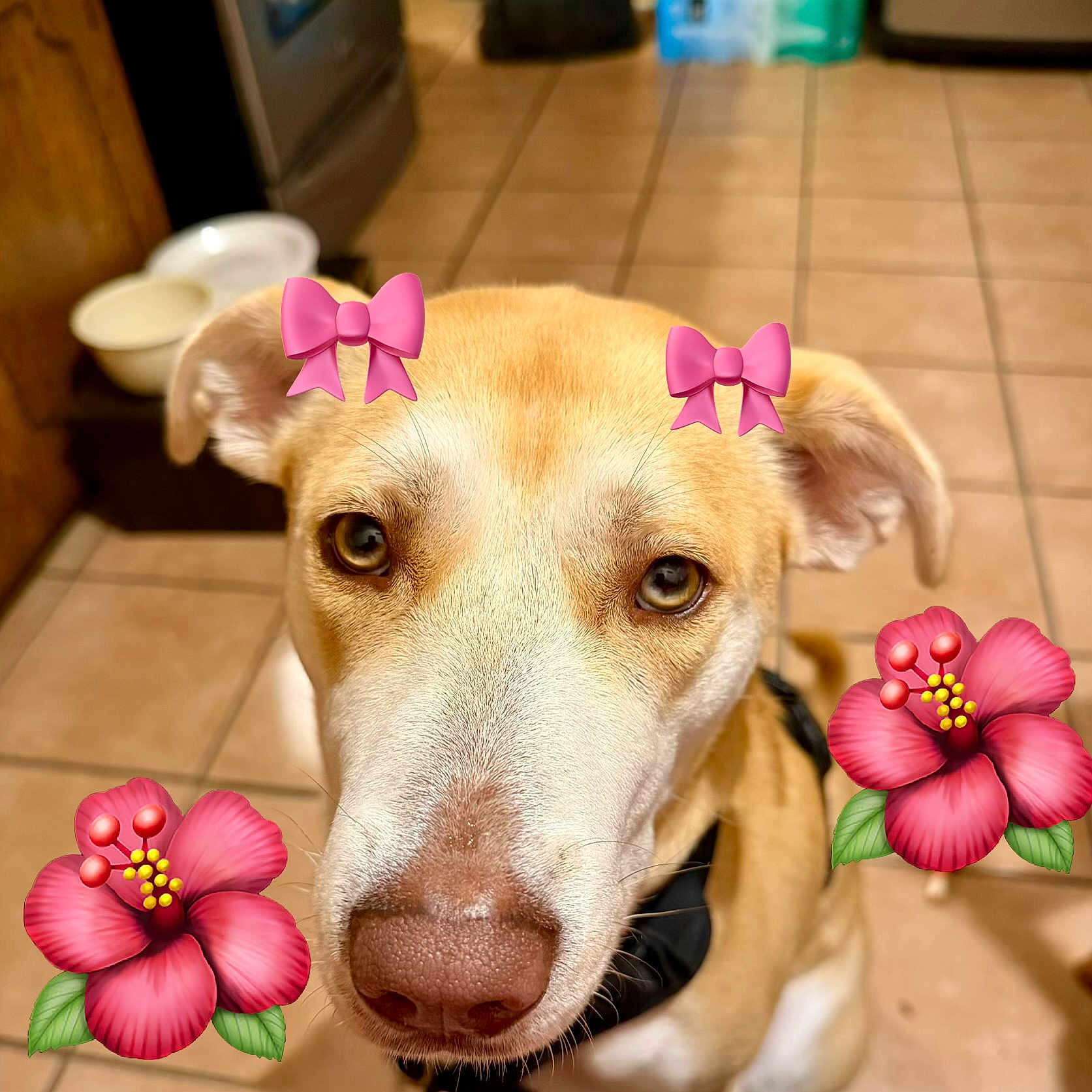 Daisy