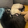 animal, black_cat, blanket, cat, cats, closeup, couch, cozy, cream_cat, cuddling, furry, home, indoors, napping, pets, pillow, relaxed, resting, siamese_cat, sleeping
