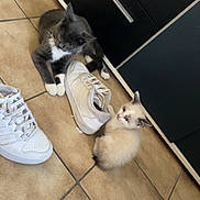 Noa Et Moustache participe au concours pour gagner de l'argent avec cette photo : animal, black_cabinets, cat, cream_cat, cute, feline, footwear, gray_cat, indoor, kitchen, kitten, looking_at_camera, lying_down, pet, shoes, sitting, sneaker, tile_floor, two_cats, white_cat