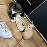 animal, black_cabinets, cat, cream_cat, cute, feline, footwear, gray_cat, indoor, kitchen, kitten, looking_at_camera, lying_down, pet, shoes, sitting, sneaker, tile_floor, two_cats, white_cat