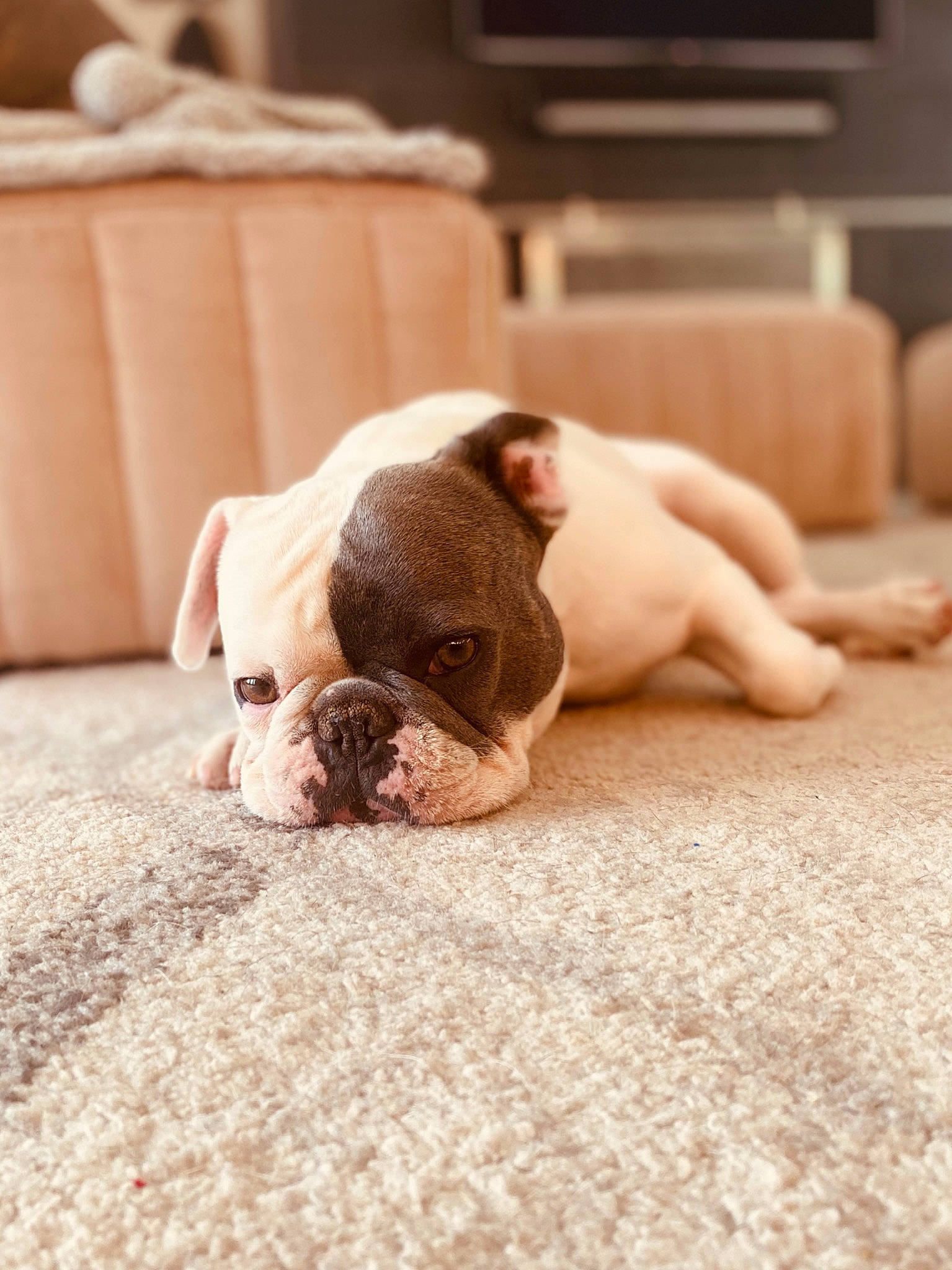 Cooper joined the competition — help win amazing prizes! australian_bulldog, bulldog, canidae, carnivore, companion_dog, dog, dog_breed, fawn, french_bulldog, mammal, nap, non_sporting_group, old_english_bulldog, puppy, puppy_love, skin, snout, toy_bulldog, vertebrate, white_english_bulldog