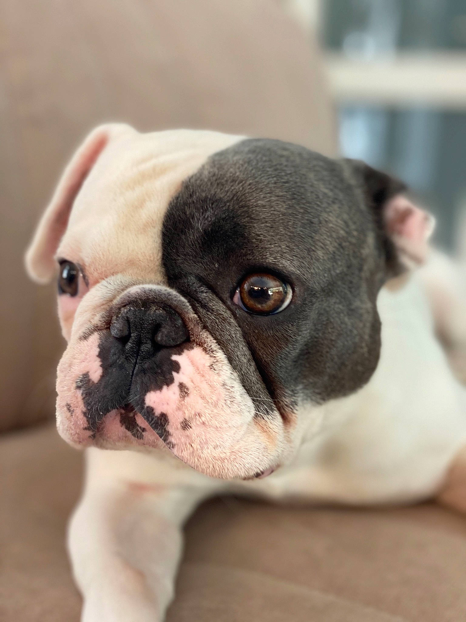Cooper is registered to the contest to win money with this photo: american_bulldog, australian_bulldog, bulldog, canidae, carnivore, companion_dog, dog, dog_breed, french_bulldog, mammal, non_sporting_group, nose, old_english_bulldog, olde_english_bulldogge, puppy, skin, snout, toy_bulldog, valley_bulldog, vertebrate