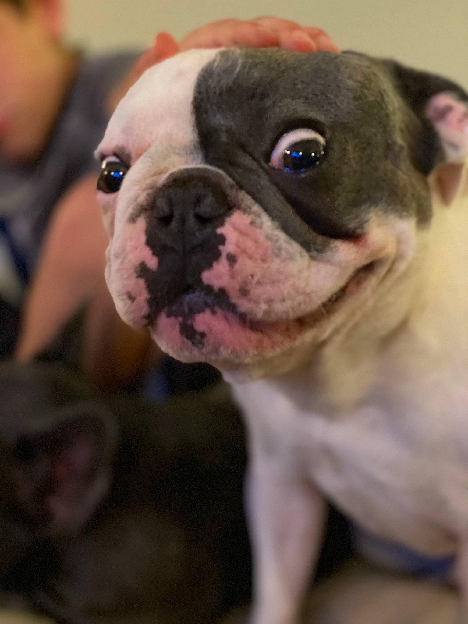 Cooper joined the competition — help win amazing prizes! american_bulldog, australian_bulldog, bulldog, canidae, carnivore, companion_dog, dog, dog_breed, fawn, mammal, non_sporting_group, nose, old_english_bulldog, olde_english_bulldogge, puppy, skin, snout, toy_bulldog, valley_bulldog, vertebrate