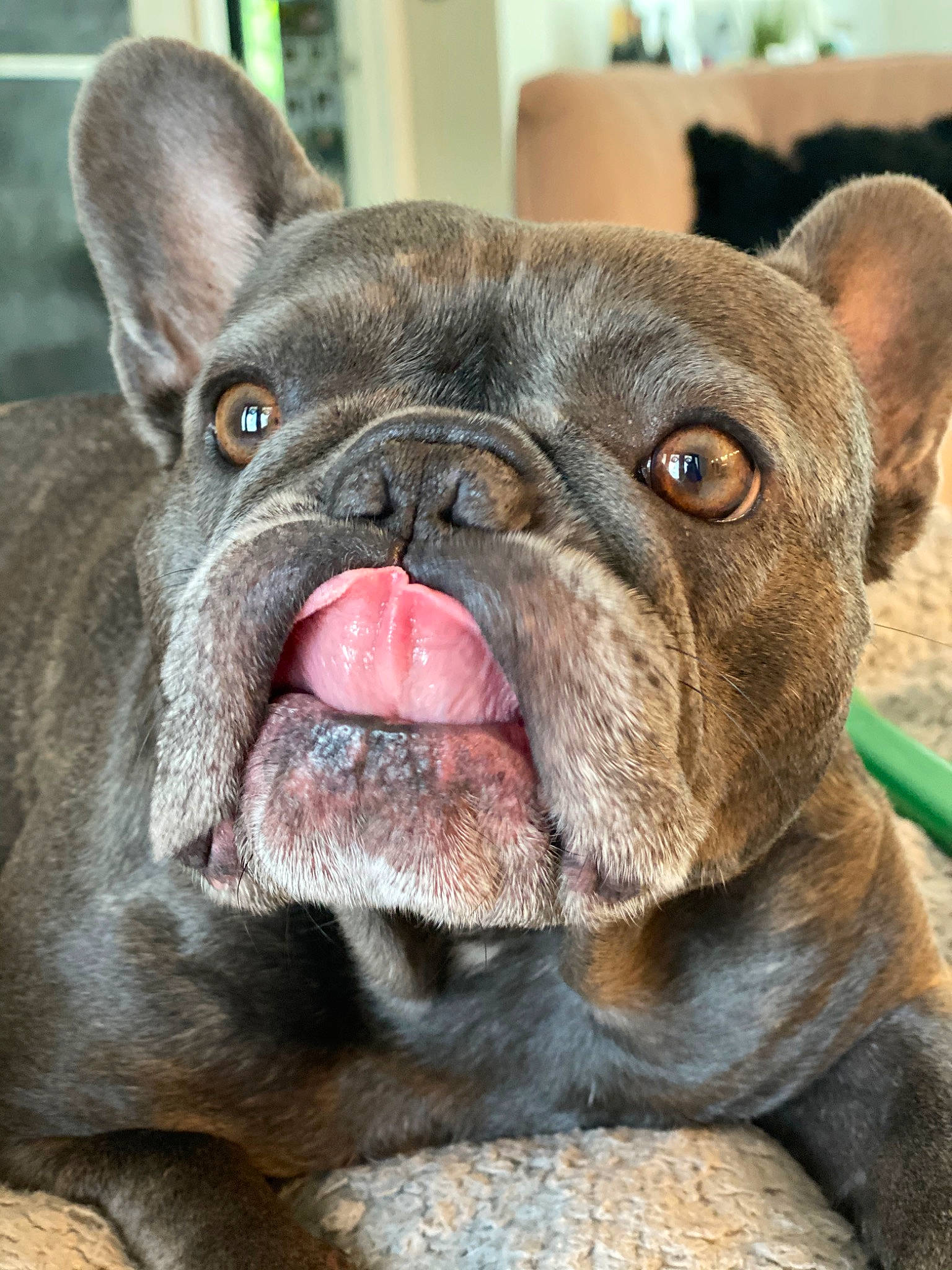 Luna is registered to the contest to win money with this photo: bulldog, canidae, carnivore, close_up, companion_dog, dog, dog_breed, fawn, french_bulldog, mammal, molosser, non_sporting_group, olde_english_bulldogge, puppy, rare_breed_dog, skin, snout, toy_bulldog, vertebrate, wrinkle