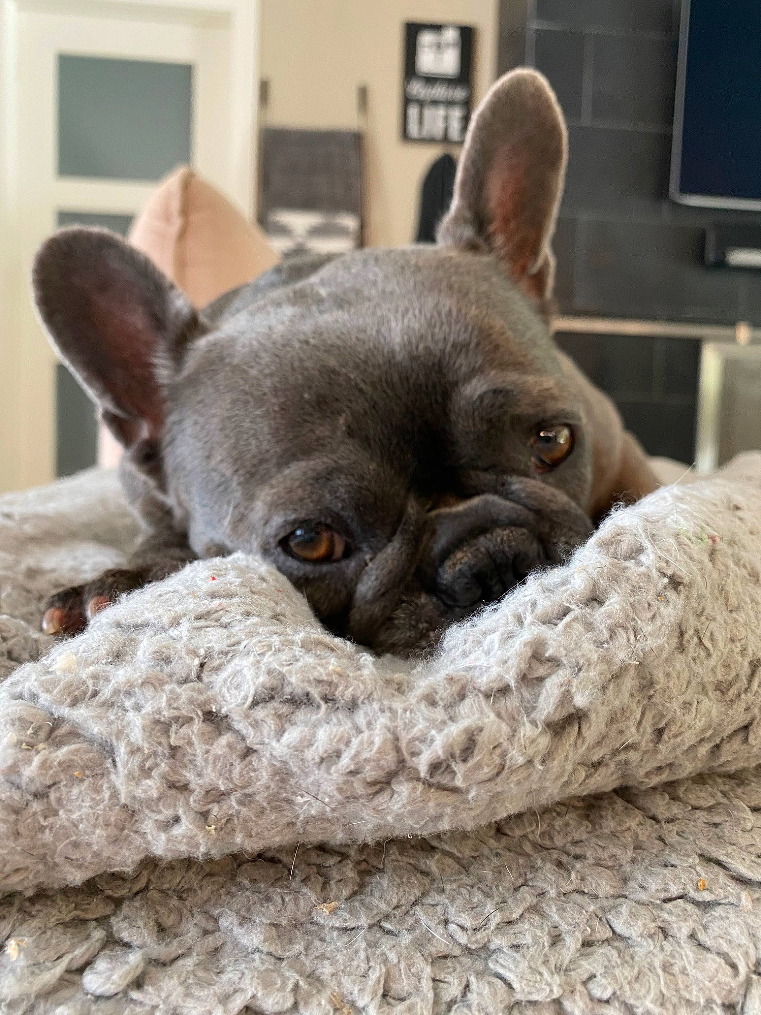 Luna is registered to the contest to win money with this photo: bulldog, canidae, carnivore, companion_dog, dog, dog_breed, ear, fawn, french_bulldog, mammal, non_sporting_group, puppy, snout, toy_bulldog, vertebrate, whiskers