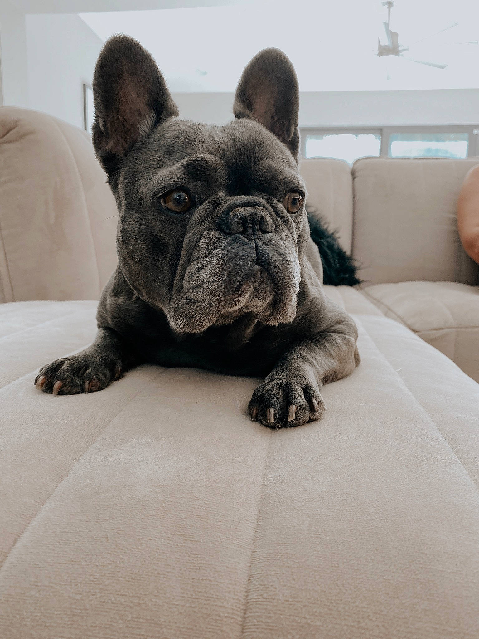 Luna joined the competition — help win amazing prizes! american_bulldog, bulldog, canidae, carnivore, companion_dog, dog, dog_breed, fawn, french_bulldog, mammal, molosser, non_sporting_group, old_english_bulldog, olde_english_bulldogge, puppy, skin, snout, sporting_group, toy_bulldog, vertebrate