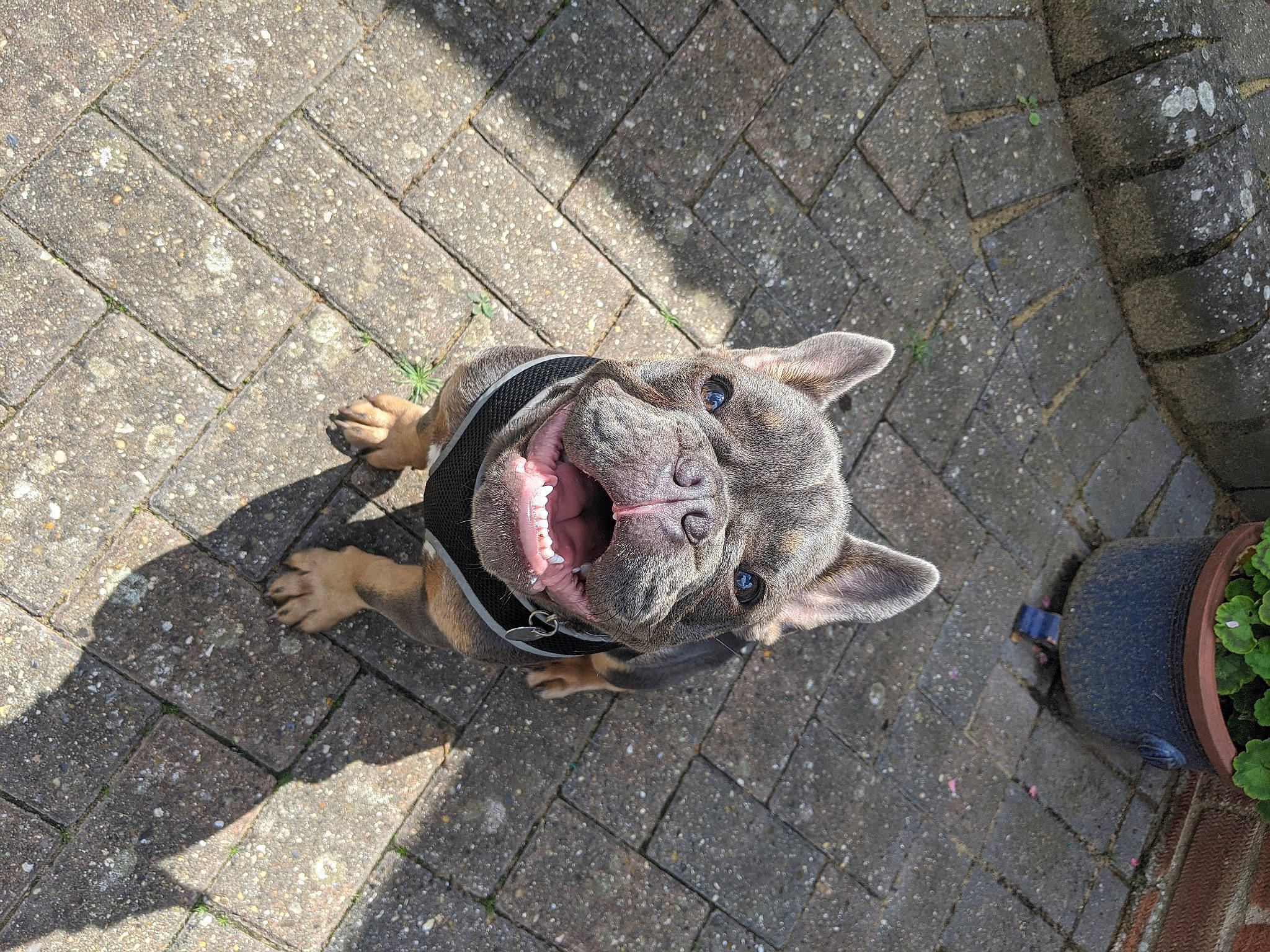 Kingsley joined the competition — help win amazing prizes! canidae, carnivore, dog, dog_breed, fawn, non_sporting_group, sidewalk, snout