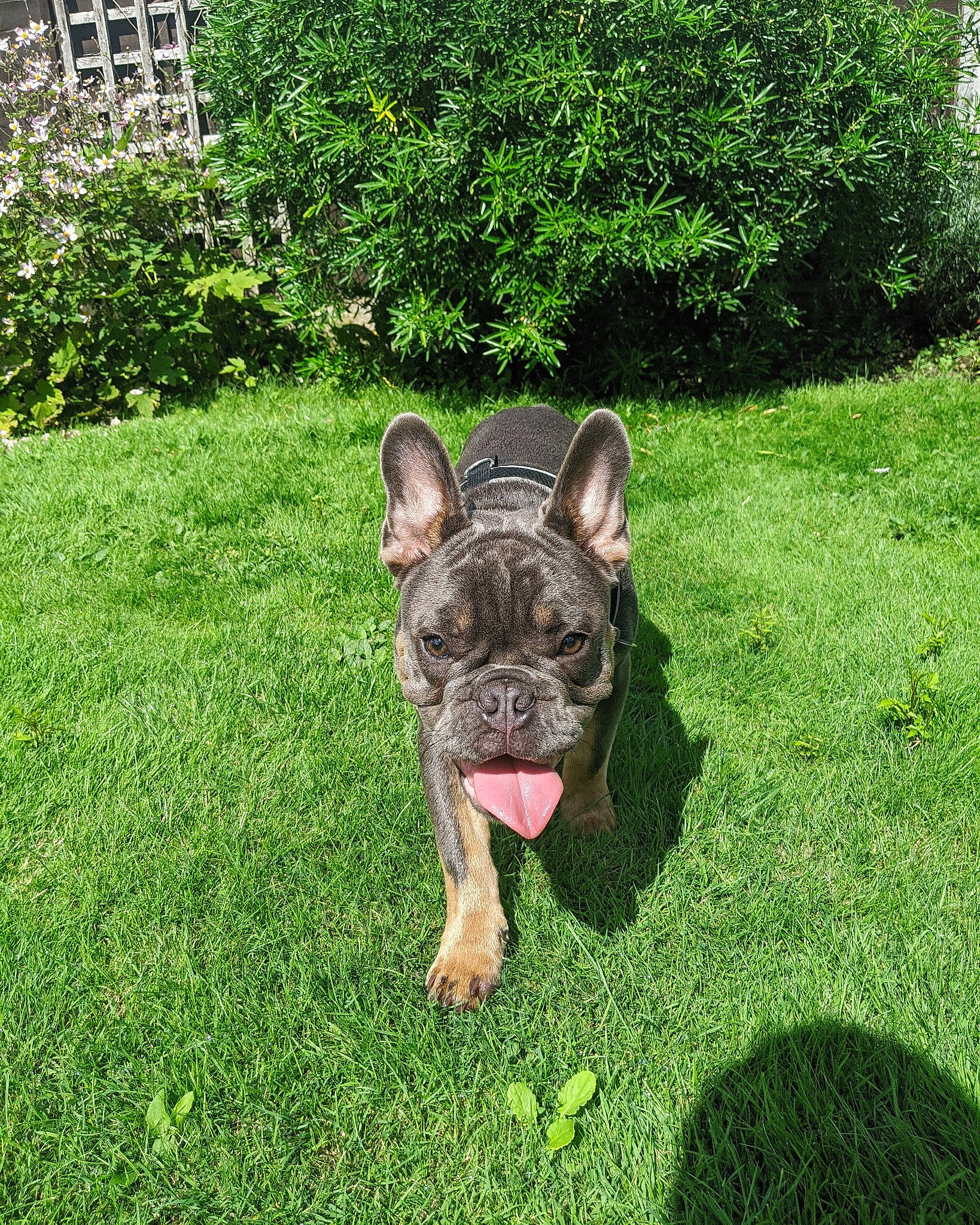 Kingsley is registered to the contest to win money with this photo: bulldog, canidae, carnivore, companion_dog, dog, dog_breed, fawn, french_bulldog, grass, lawn, mammal, molosser, non_sporting_group, olde_english_bulldogge, plant, rare_breed_dog, snout, sporting_group, toy_bulldog, vertebrate