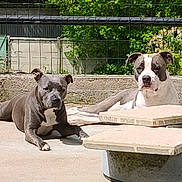 Saya Et Uzi participe au concours pour gagner de l'argent avec cette photo : dog, canine, pet, outdoor, sunlight, relaxing, concrete, fence, greenery, nature, animal, companion, mammal, laying_down, two_dogs, gray_dog, white_dog, resting, daytime, summer