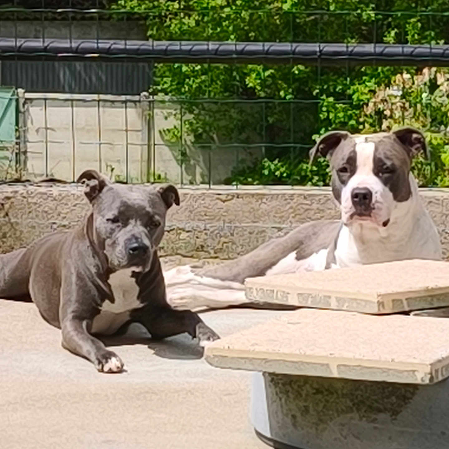 Saya Et Uzi participe au concours pour gagner de l'argent avec cette photo : dog, canine, pet, outdoor, sunlight, relaxing, concrete, fence, greenery, nature, animal, companion, mammal, laying_down, two_dogs, gray_dog, white_dog, resting, daytime, summer