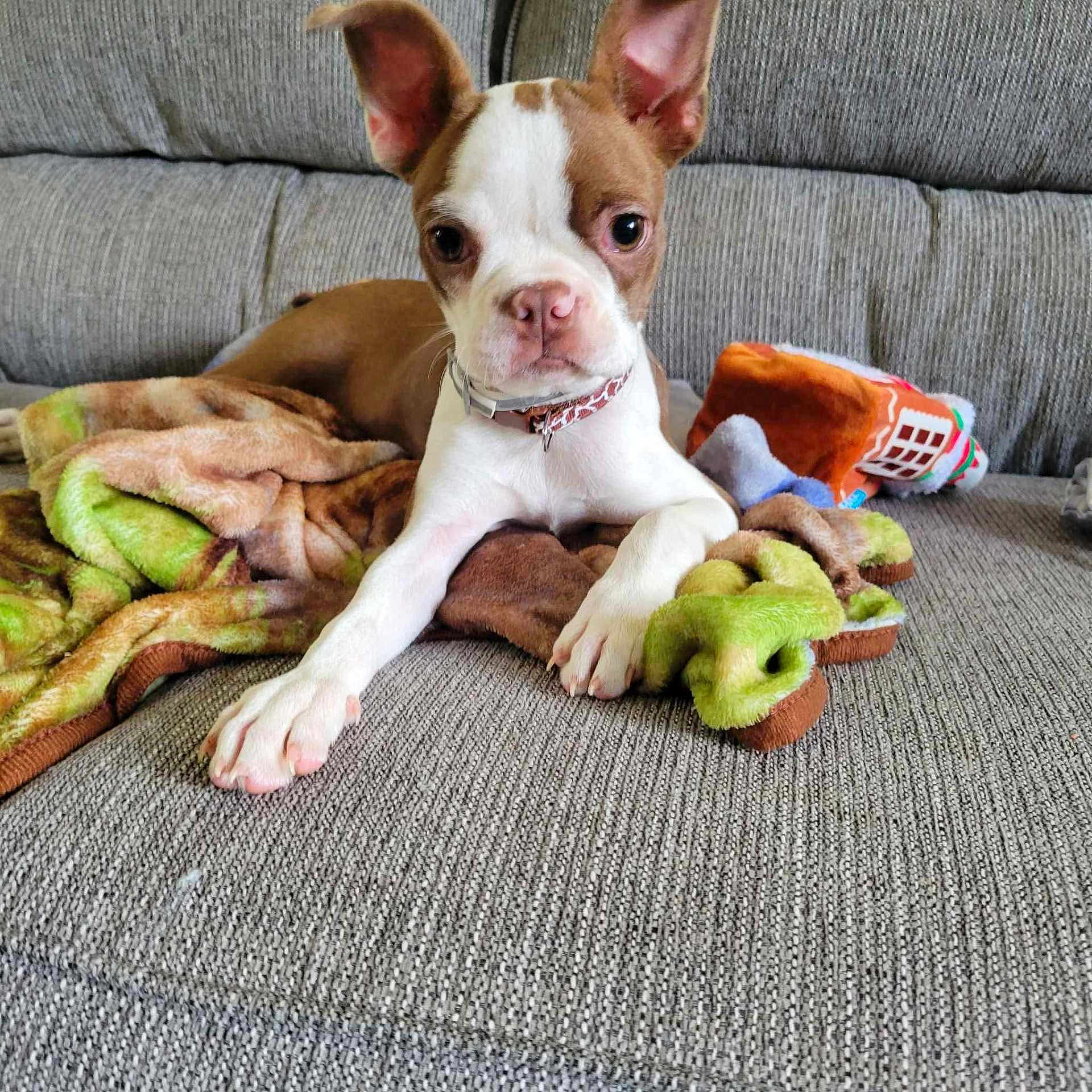Dixie Ann