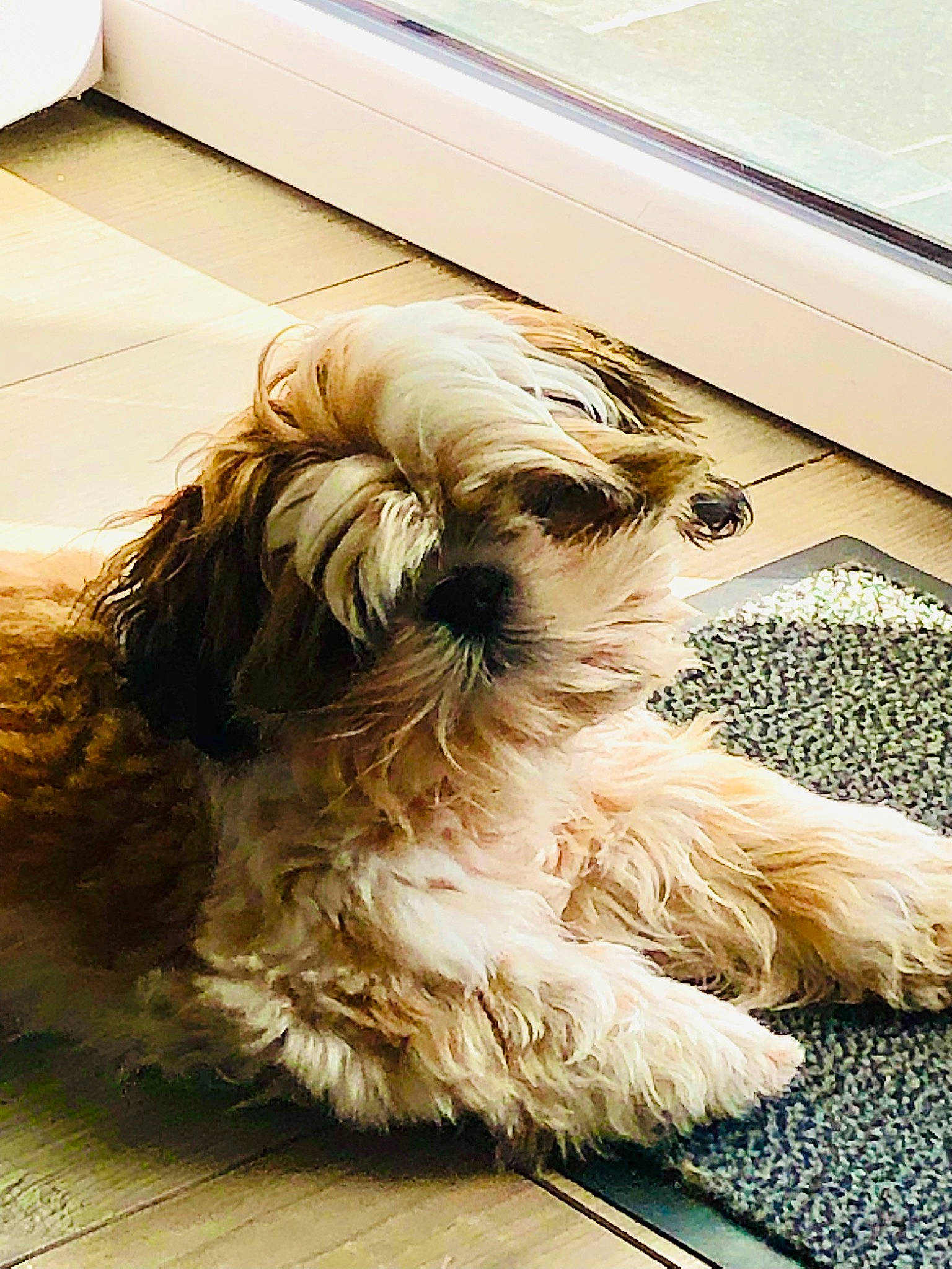 Tao a rejoint le concours — aidez-le/la à gagner de superbes lots ! canidae, carnivore, companion_dog, dog, dog_breed, dog_supply, fawn, felidae, flooring, fur, hardwood, liver, small_terrier, snout, sporting_group, tail, terrier, toy_dog, wood, working_animal