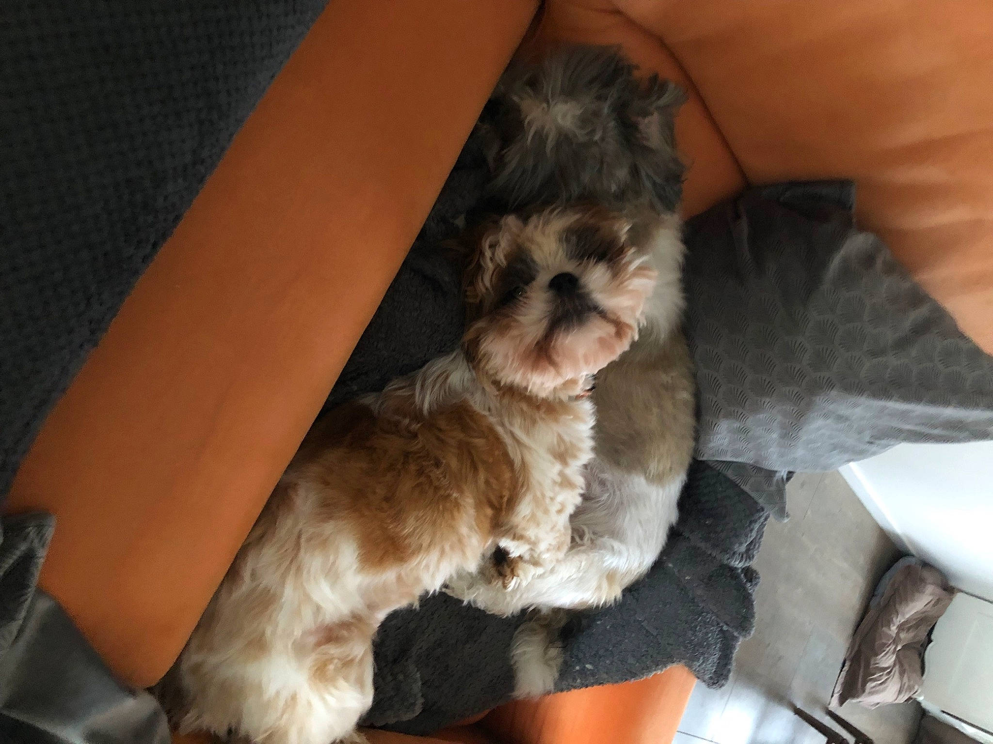 Tao participe au concours pour gagner de l'argent avec cette photo : carnivore, chair, comfort, companion_dog, dog, dog_breed, fawn, fur, human_leg, liver, mal_shi, maltepoo, shih_poo, shih_tzu, small_terrier, snout, sporting_group, terrier, toy_dog, working_animal