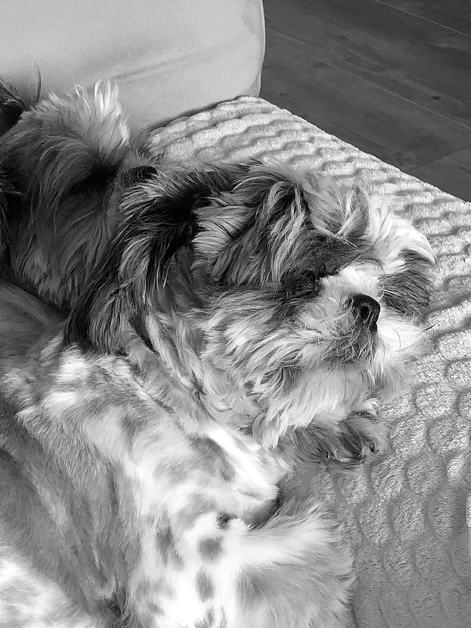 Tao participe au concours pour gagner de l'argent avec cette photo : black_and_white, canidae, carnivore, companion_dog, dog, dog_breed, ear, felidae, fur, grey, monochrome, monochrome_photography, small_to_medium_sized_cats, snout, sporting_group, style, tail, terrier, whiskers, white