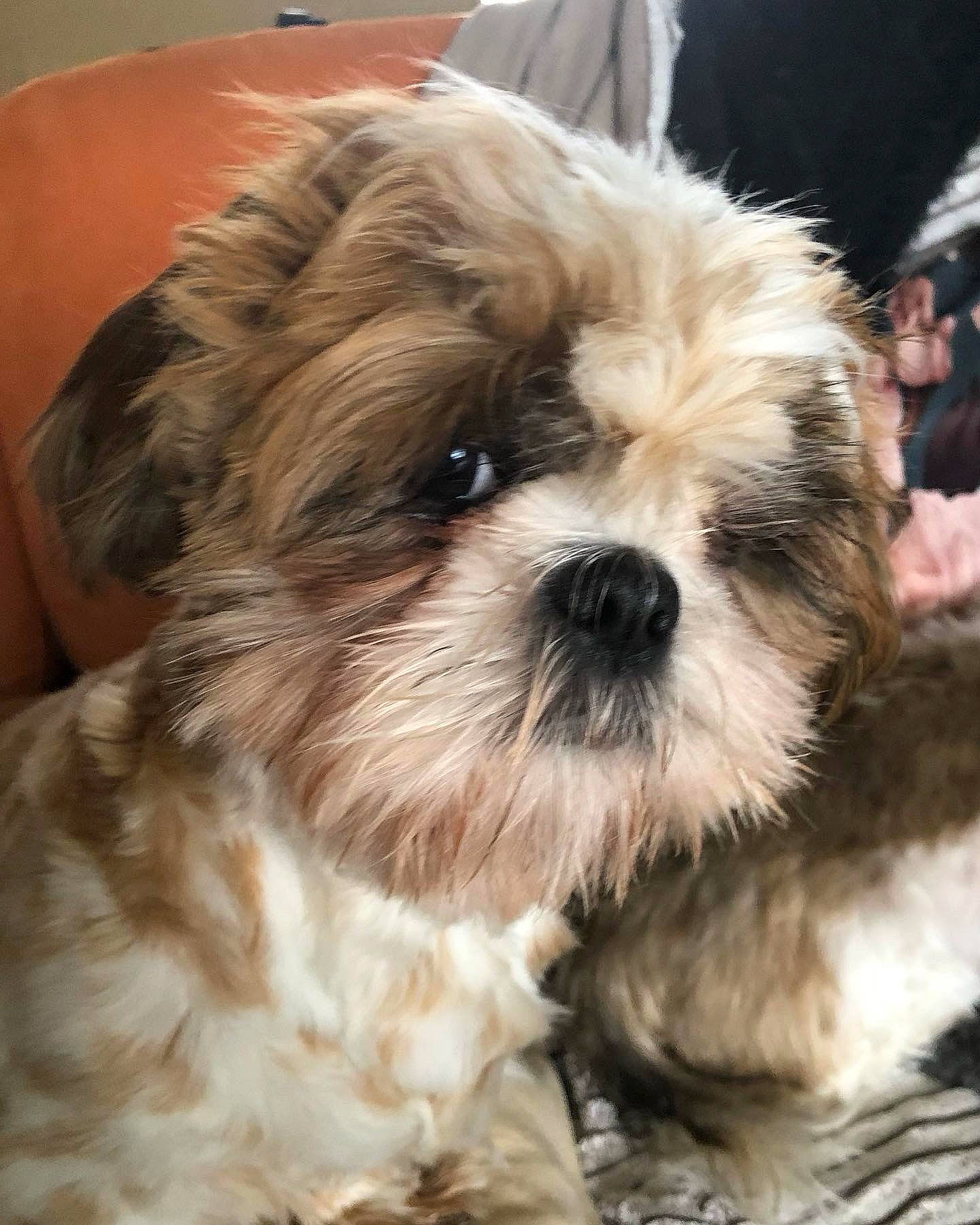 Tao participe au concours pour gagner de l'argent avec cette photo : canidae, carnivore, comfort, companion_dog, dog, dog_breed, fawn, fur, liver, maltepoo, pekapoo, shih_poo, shih_tzu, small_terrier, snout, sporting_group, terrestrial_animal, terrier, toy_dog, working_animal