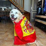 Moka participe au concours pour gagner de l'argent avec cette photo : dog, golden_retriever, pet, animal, sitting, smiling, happy, long_hair, floppy_ears, collar, costume, flag, red, yellow, indoors, living_room, staircase, tile_floor, television, portrait